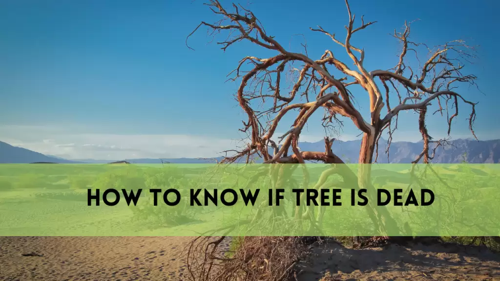How to Know If Tree Is Dead