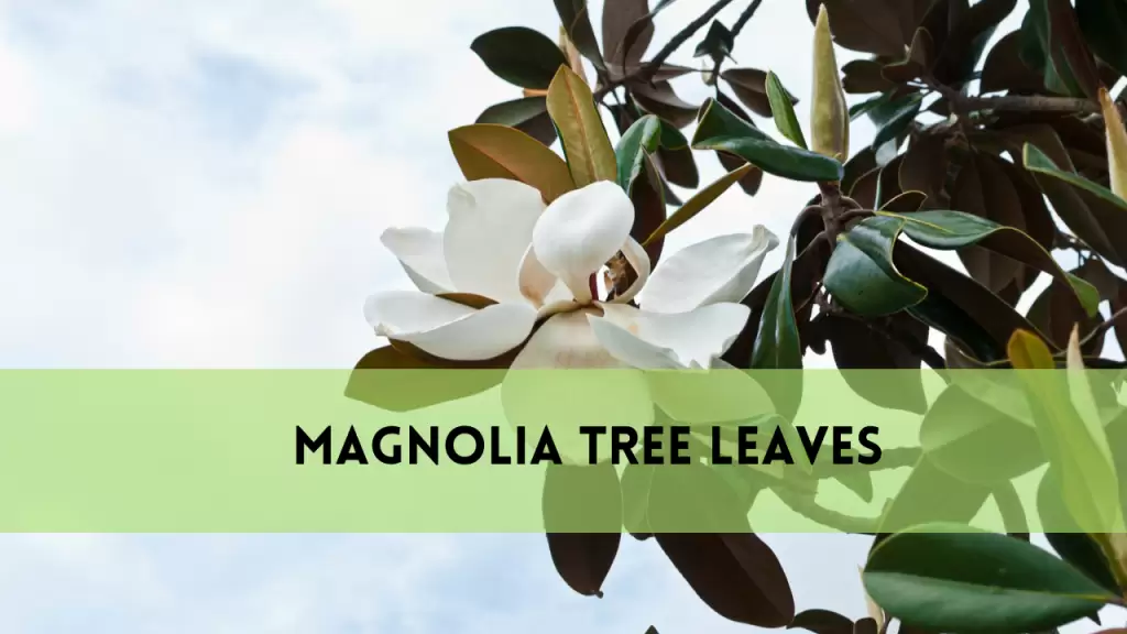 Magnolia Tree Leaves