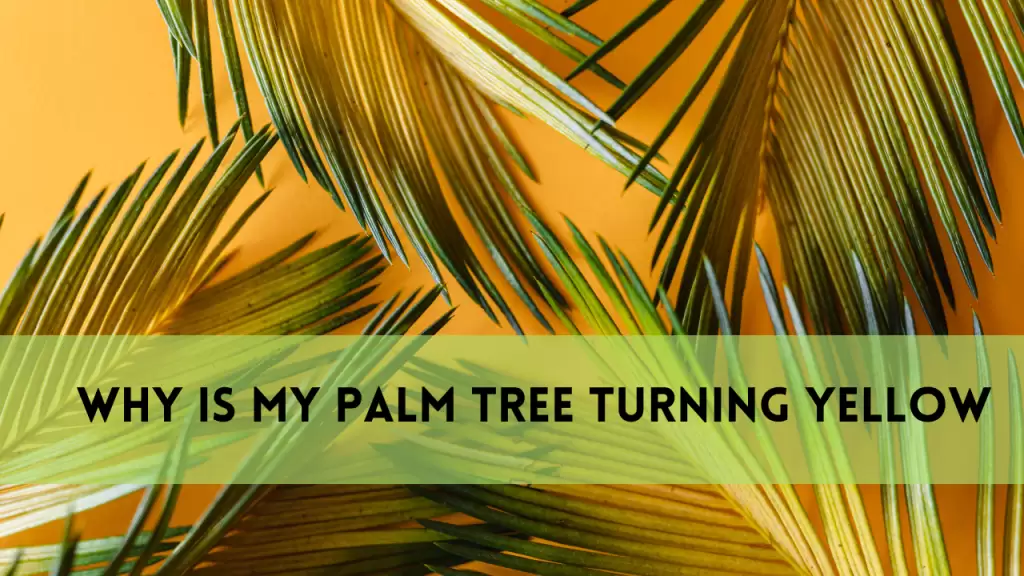 Why is My Palm Tree Turning Yellow