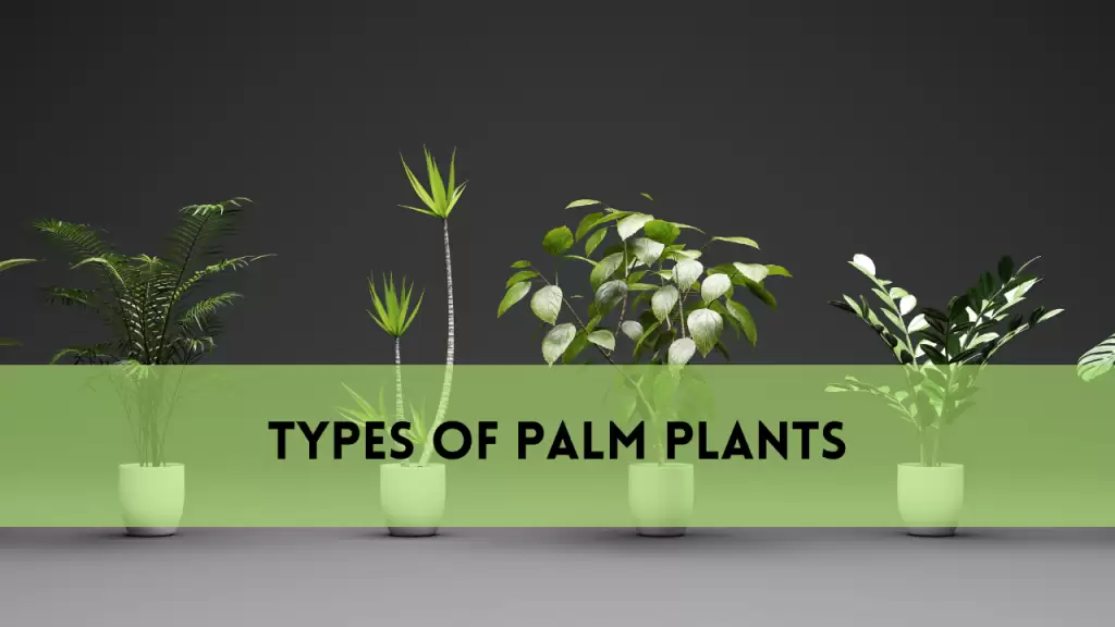 Types of Palm Plants
