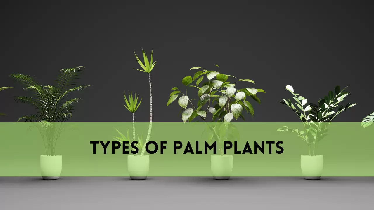 Types of Palm Plants