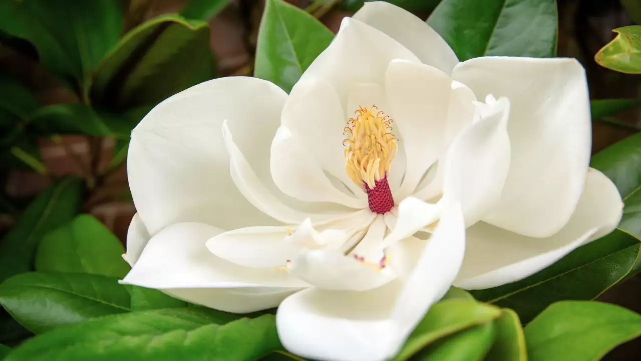 Magnolia Tree Leaves
