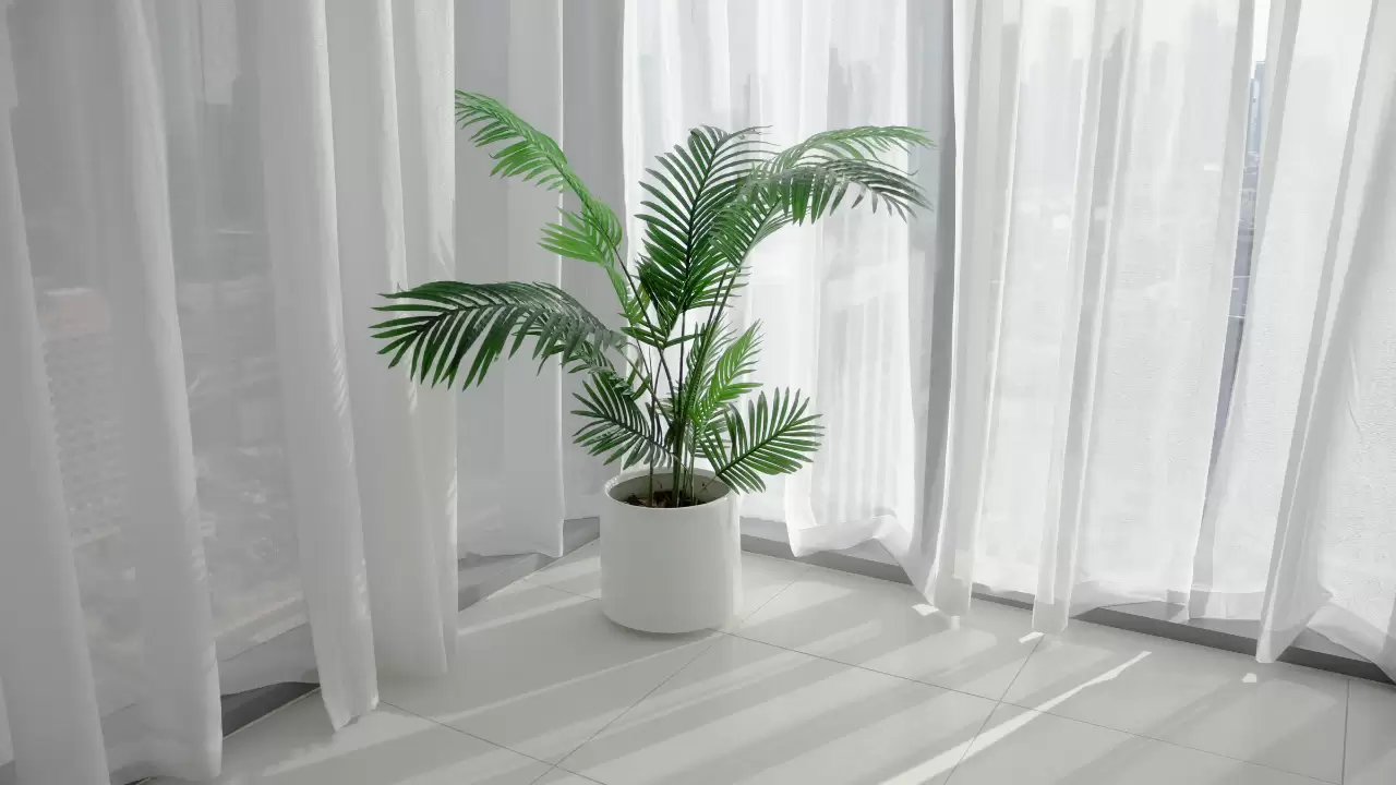 Types of Palm Plants