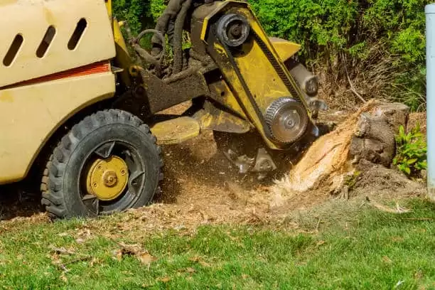 Correct Way to Mulch Around Tree Base